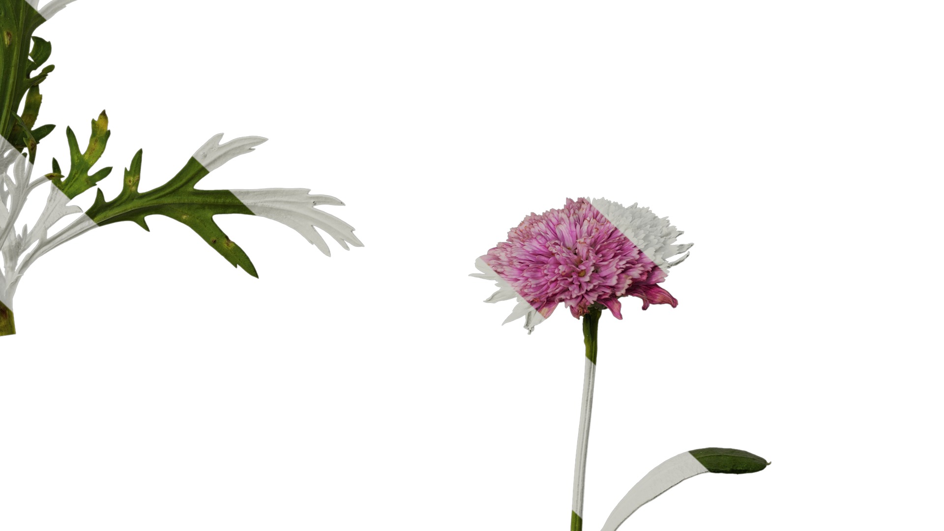 Anydrafts Argyranthemum frutescens Atlas 17 Texture_6