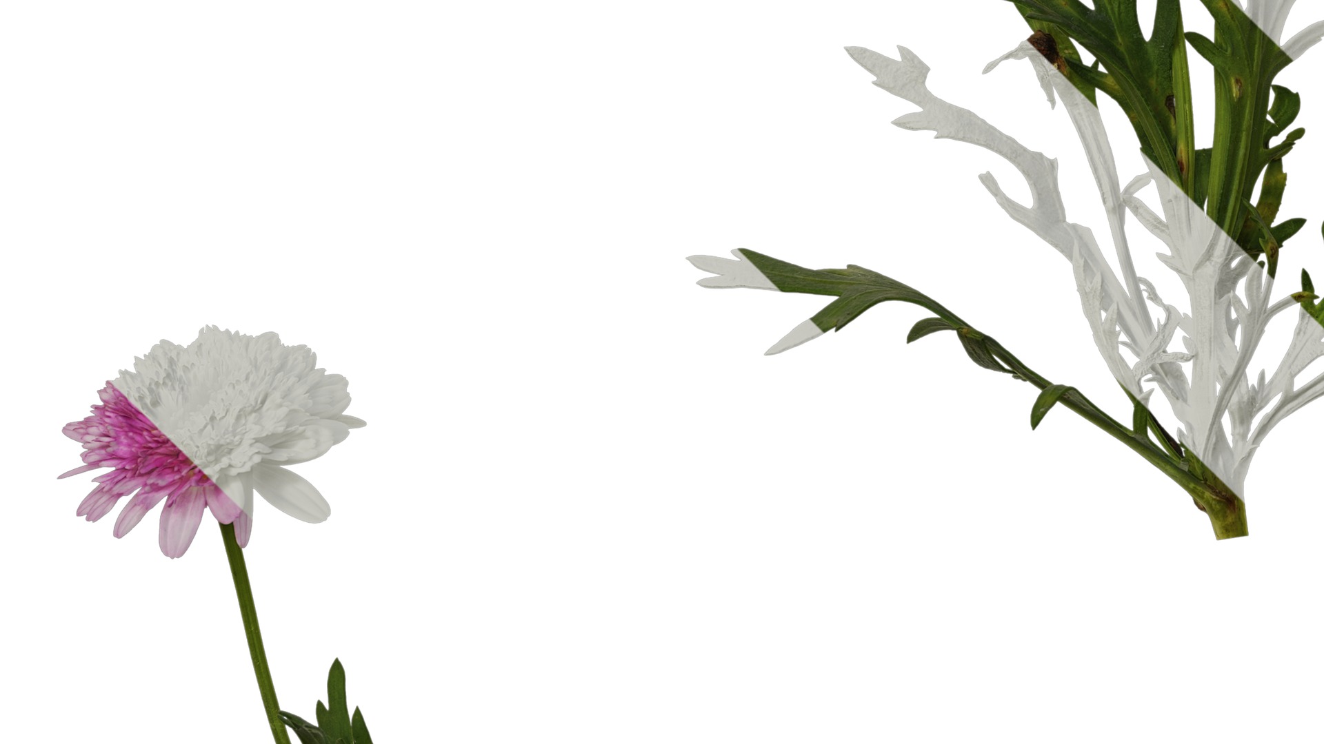 Anydrafts Argyranthemum frutescens Atlas 17 Texture_5