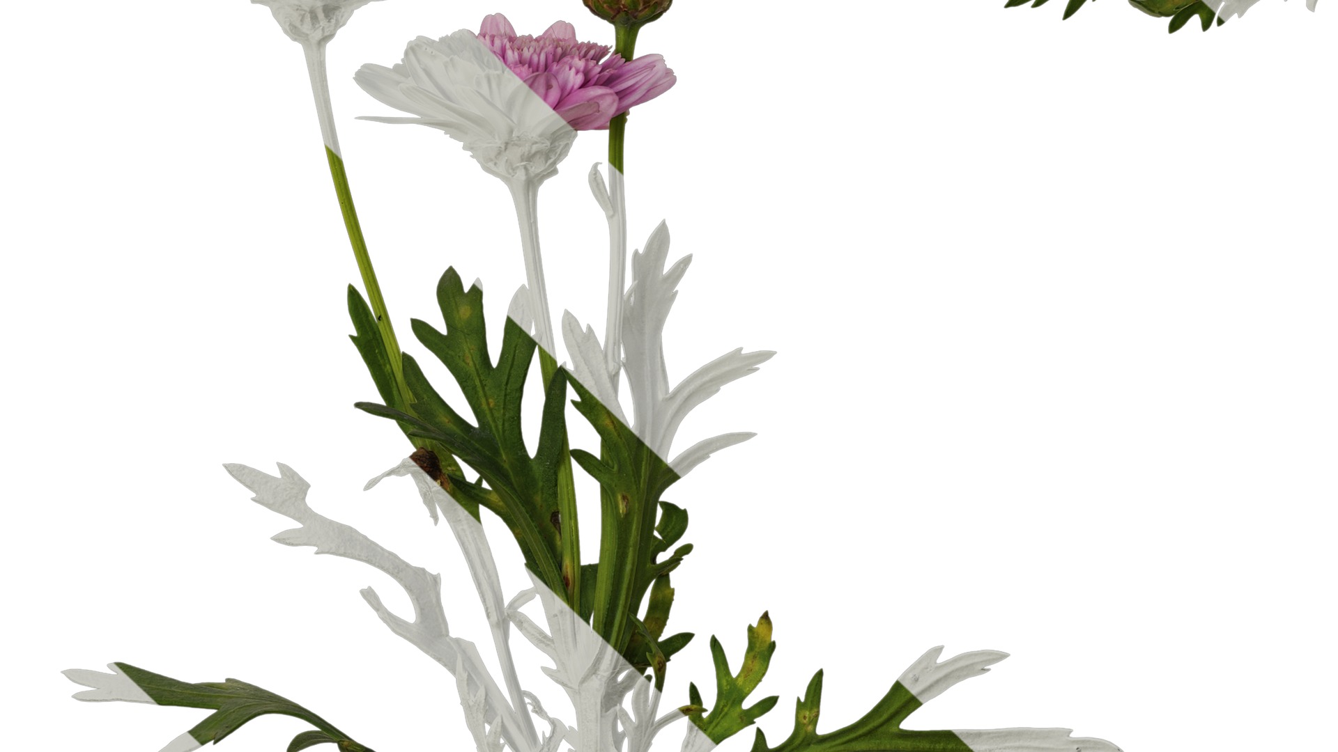 Anydrafts Argyranthemum frutescens Atlas 17 Texture_7