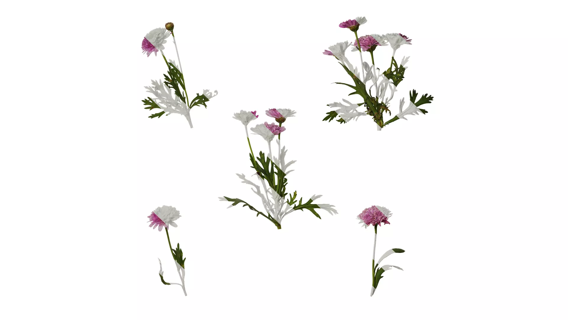 Anydrafts Argyranthemum frutescens Atlas 17 Texture_0