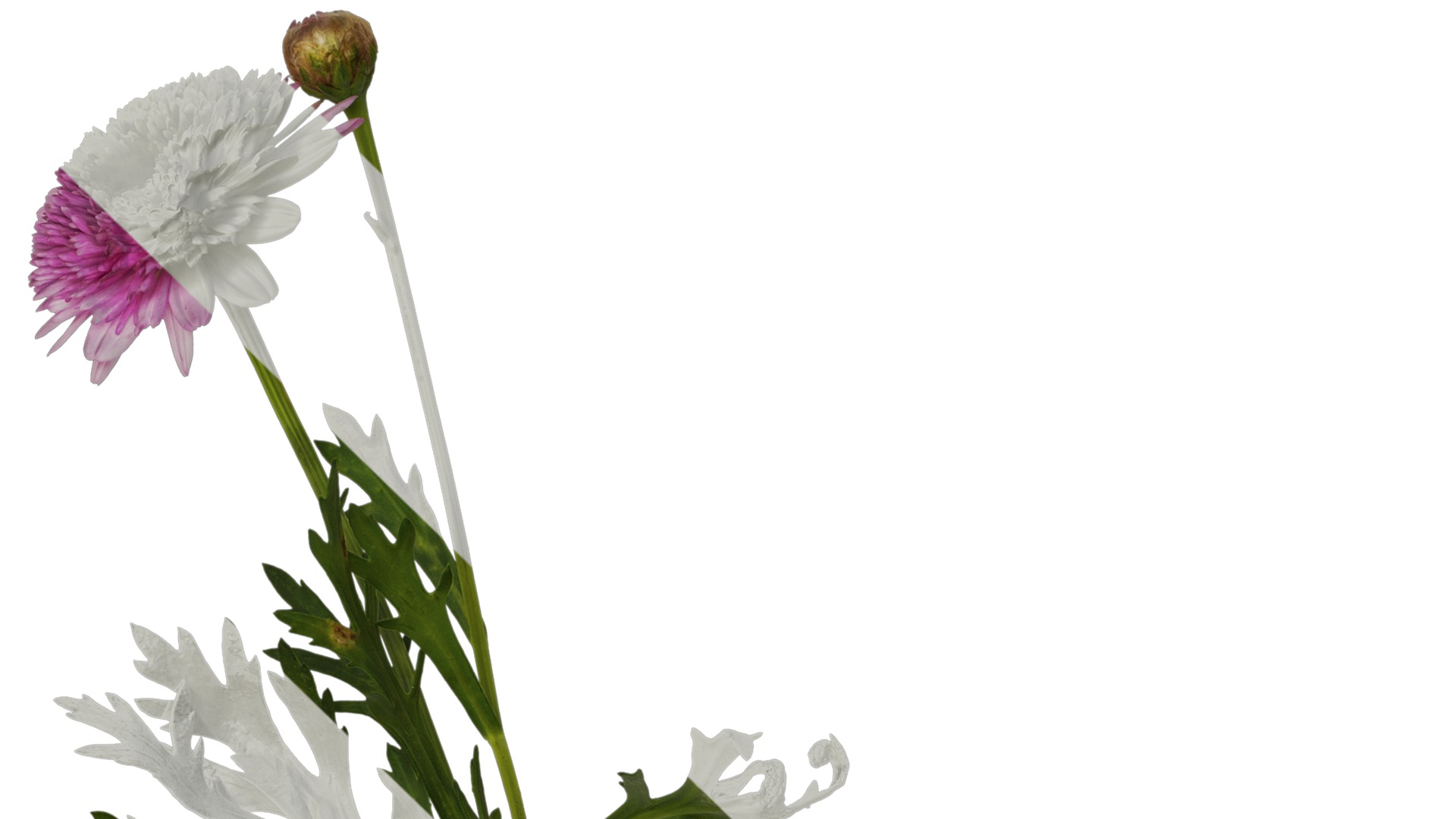 Anydrafts Argyranthemum frutescens Atlas 17 Texture_1