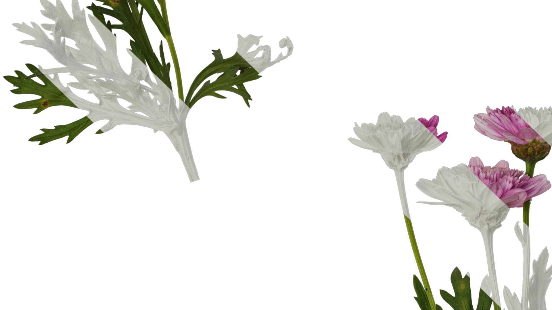 Anydrafts Argyranthemum frutescens Atlas 17 Texture_3