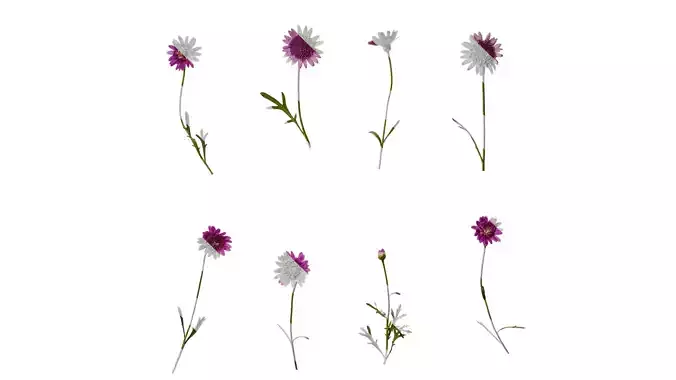 Anydrafts Argyranthemum frutescens Atlas 18