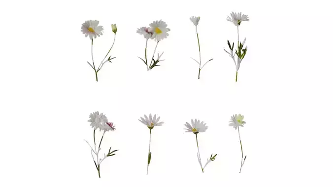 Anydrafts Argyranthemum frutescens Atlas 19