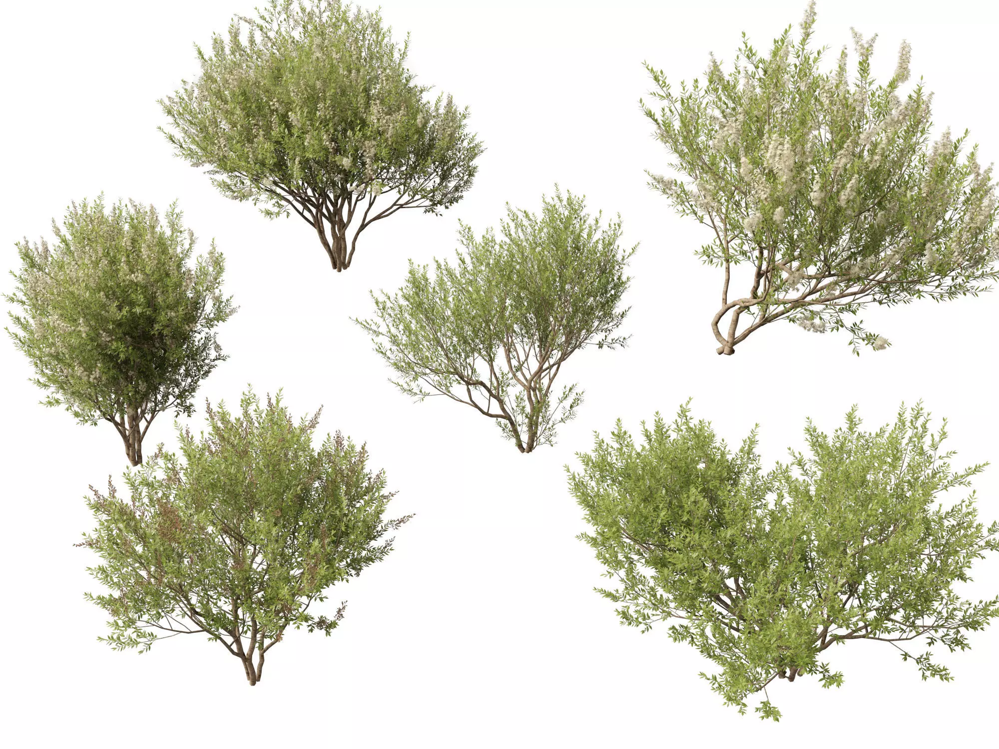 HighpolyLow Poly Lawsonia Inermis - Henna Tree Low-poly 3D model_0