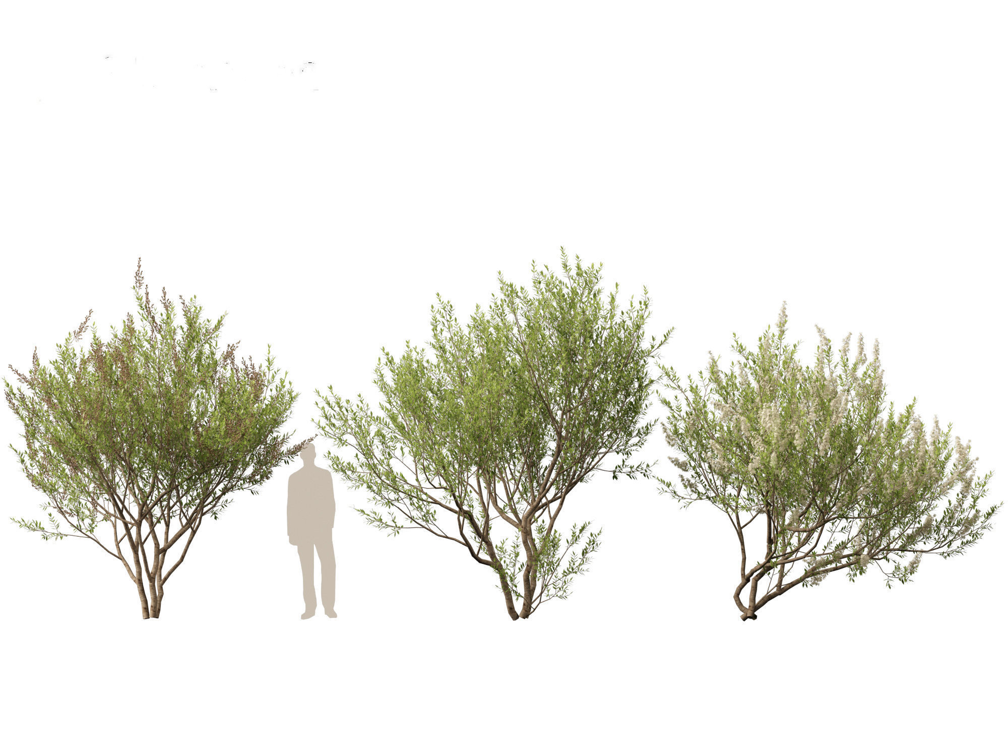 HighpolyLow Poly Lawsonia Inermis - Henna Tree Low-poly 3D model_5