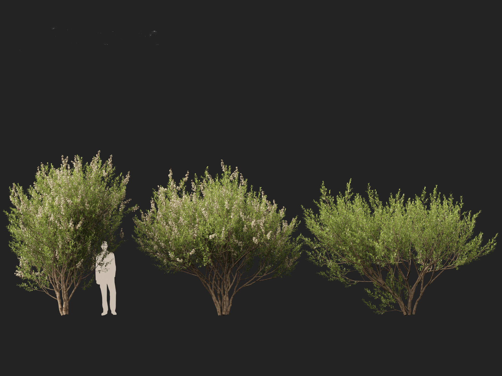 HighpolyLow Poly Lawsonia Inermis - Henna Tree Low-poly 3D model_4