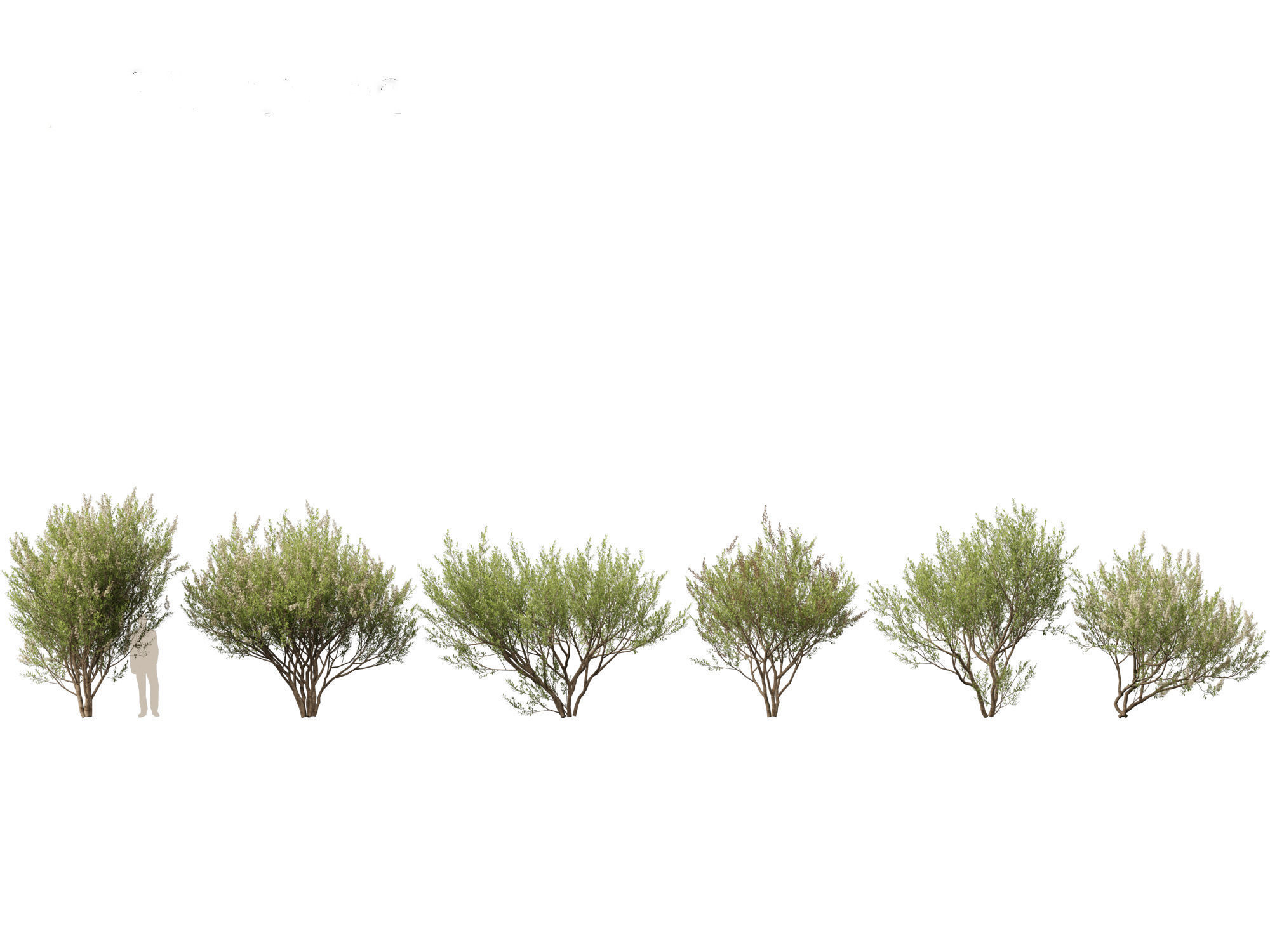 HighpolyLow Poly Lawsonia Inermis - Henna Tree Low-poly 3D model_1