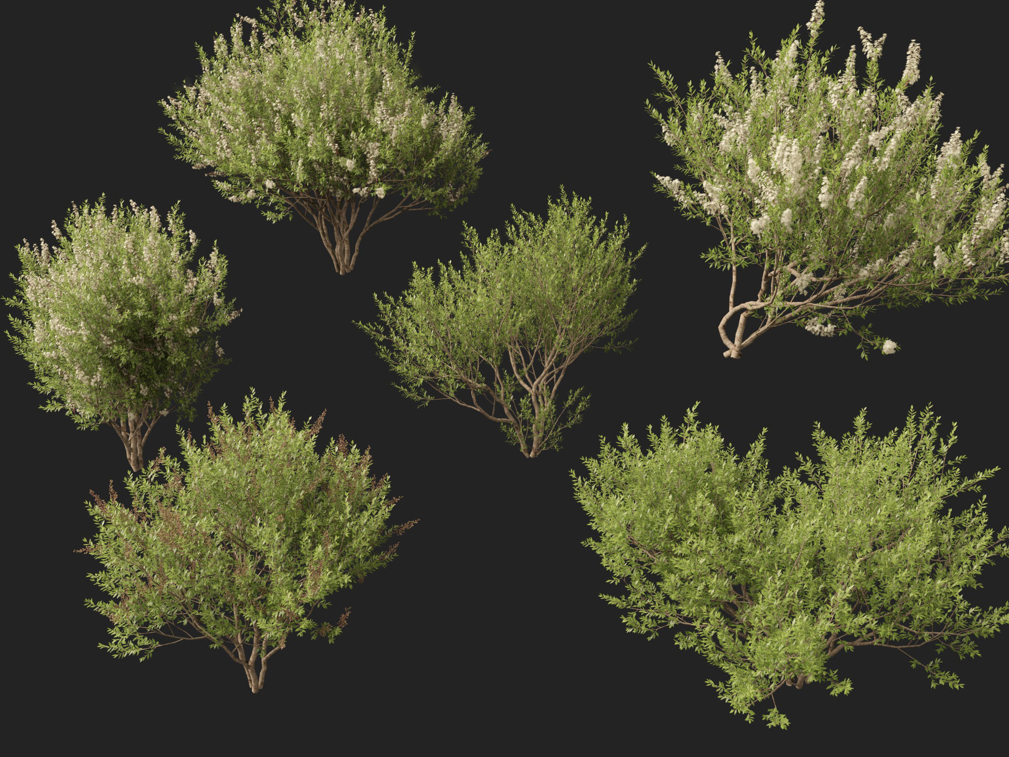 HighpolyLow Poly Lawsonia Inermis - Henna Tree Low-poly 3D model_7