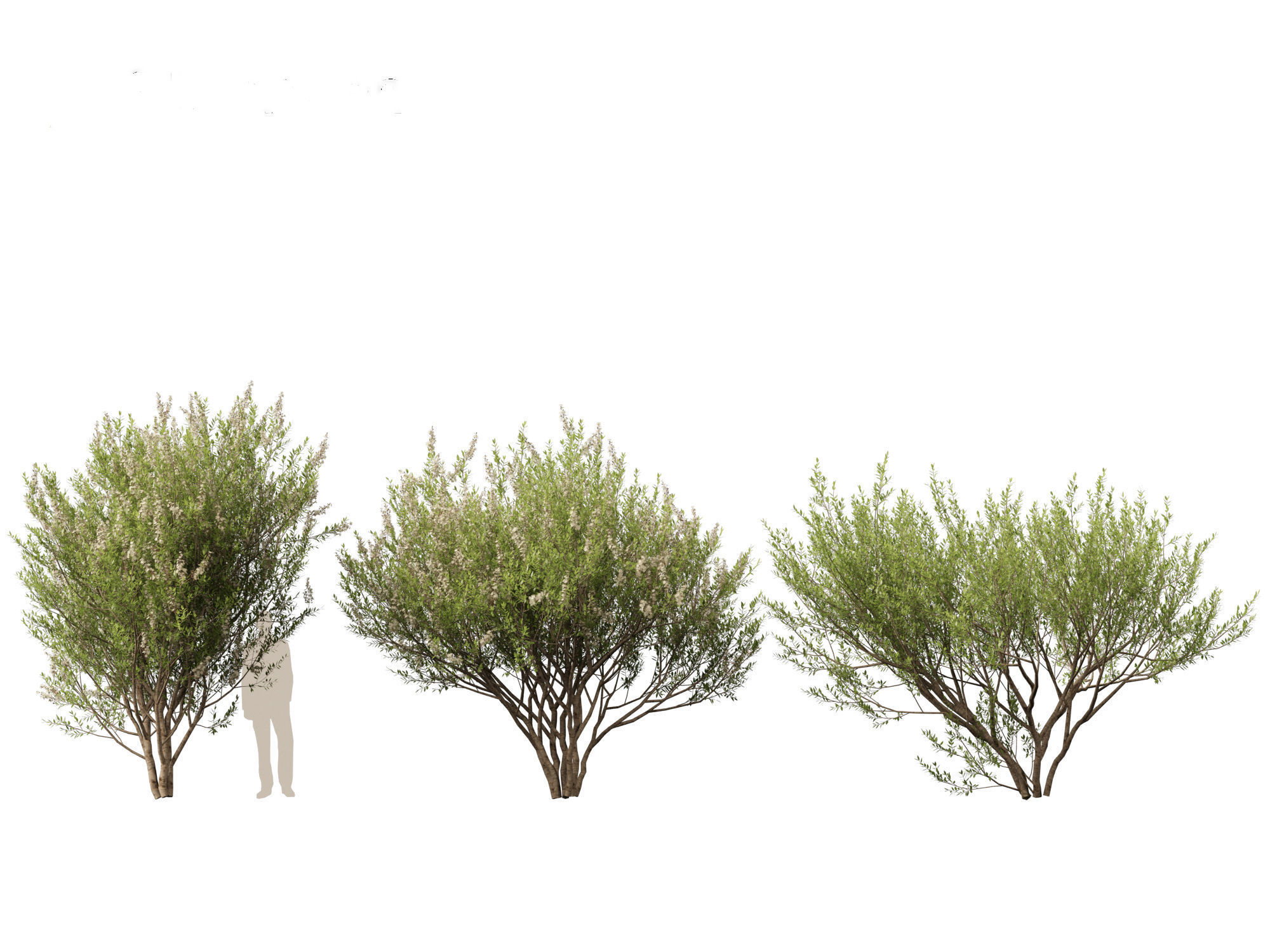 HighpolyLow Poly Lawsonia Inermis - Henna Tree Low-poly 3D model_3