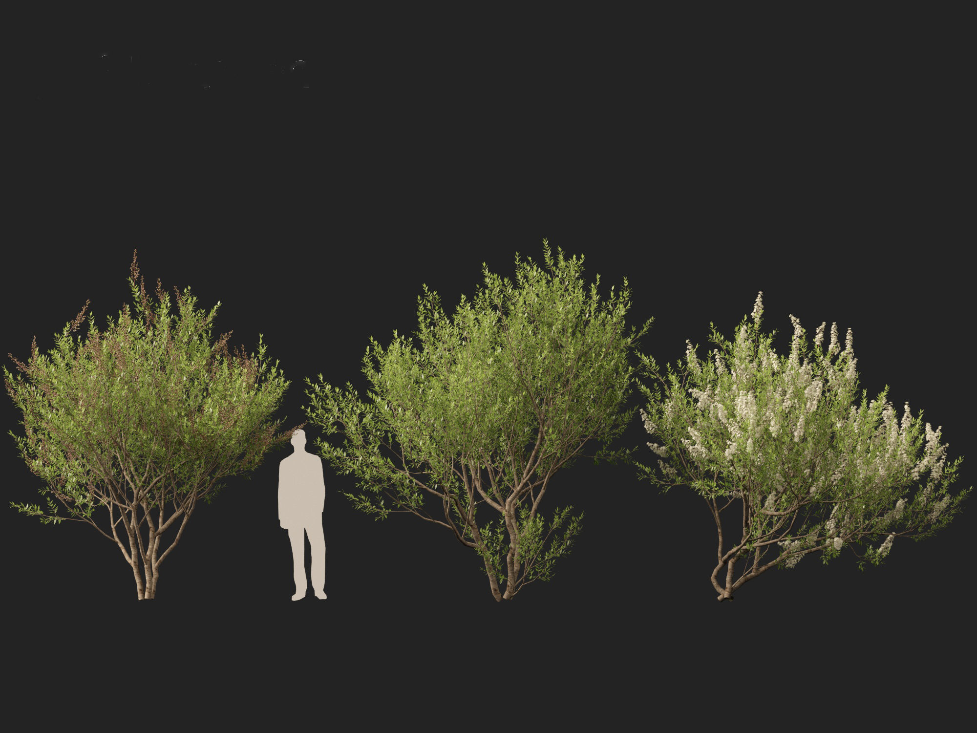 HighpolyLow Poly Lawsonia Inermis - Henna Tree Low-poly 3D model_6