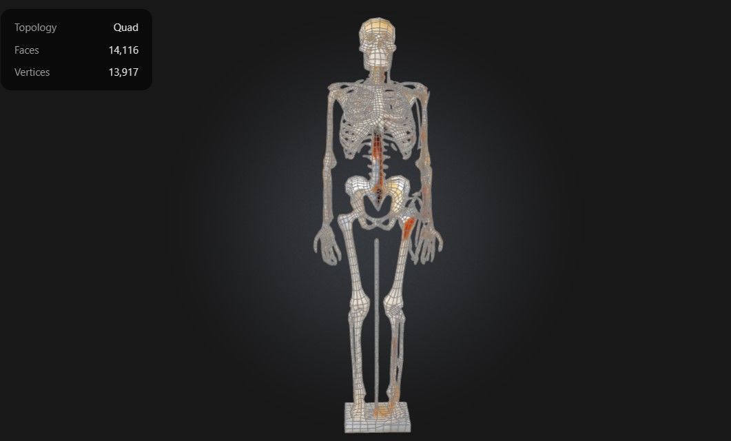 Human Anatomy - Skeleton with Nerves Veins and Arteries 3D print model_1