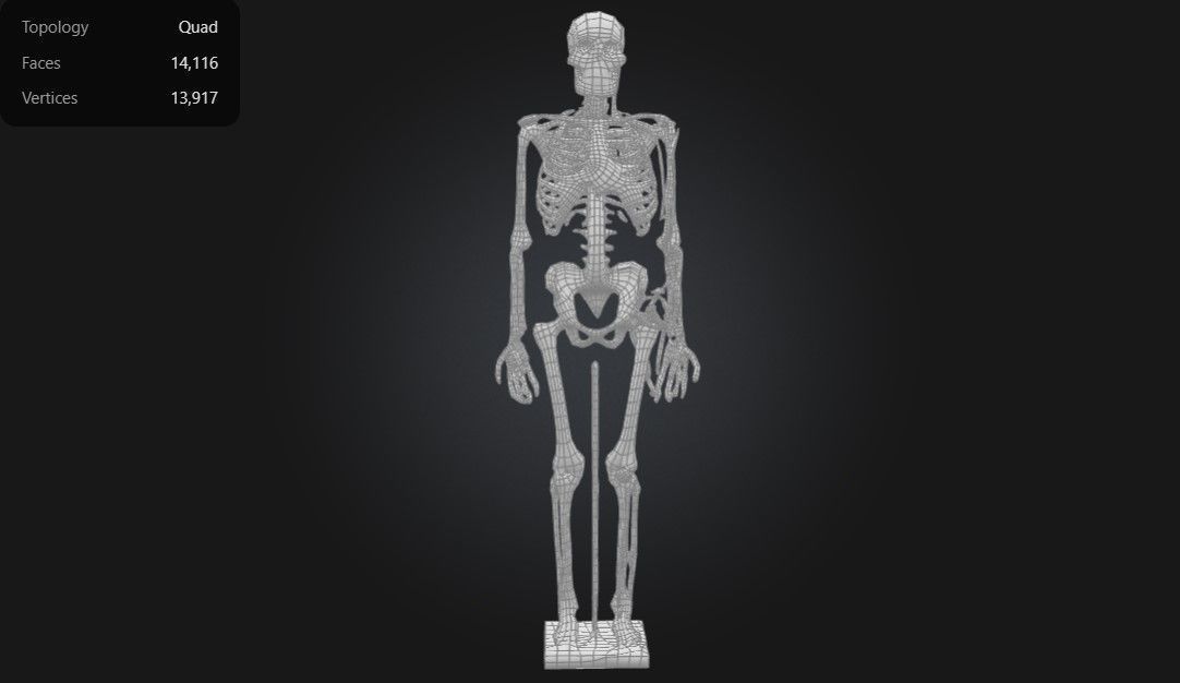 Human Anatomy - Skeleton with Nerves Veins and Arteries 3D print model_2