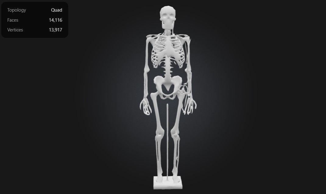 Human Anatomy - Skeleton with Nerves Veins and Arteries 3D print model_3