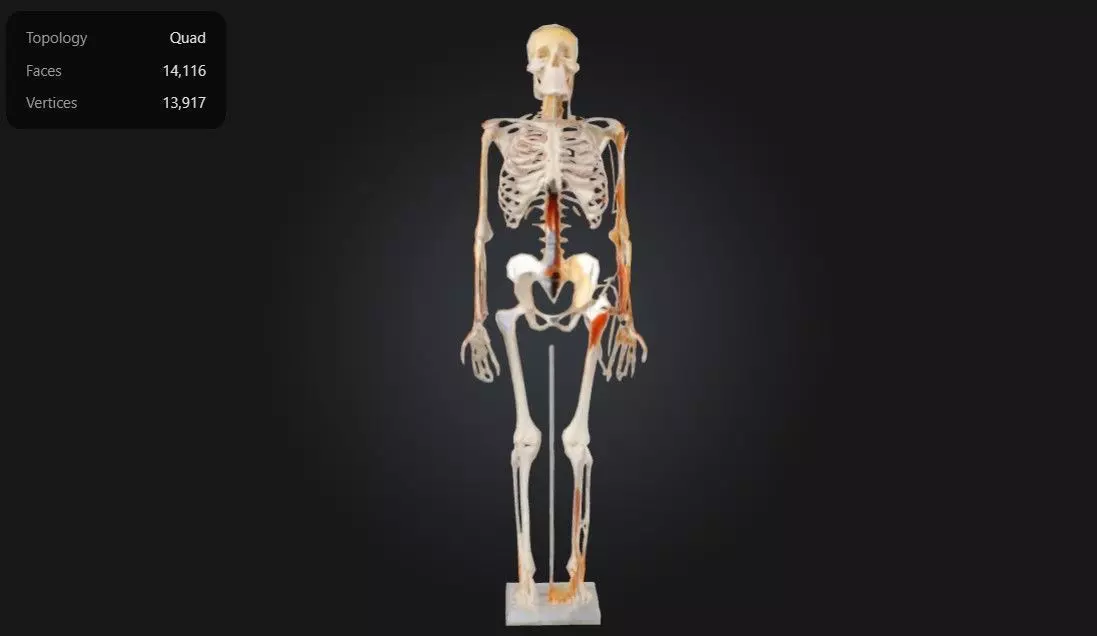 Human Anatomy - Skeleton with Nerves Veins and Arteries 3D print model_0