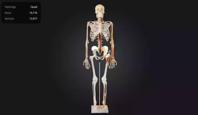 Human Anatomy - Skeleton with Nerves Veins and Arteries 3D print model