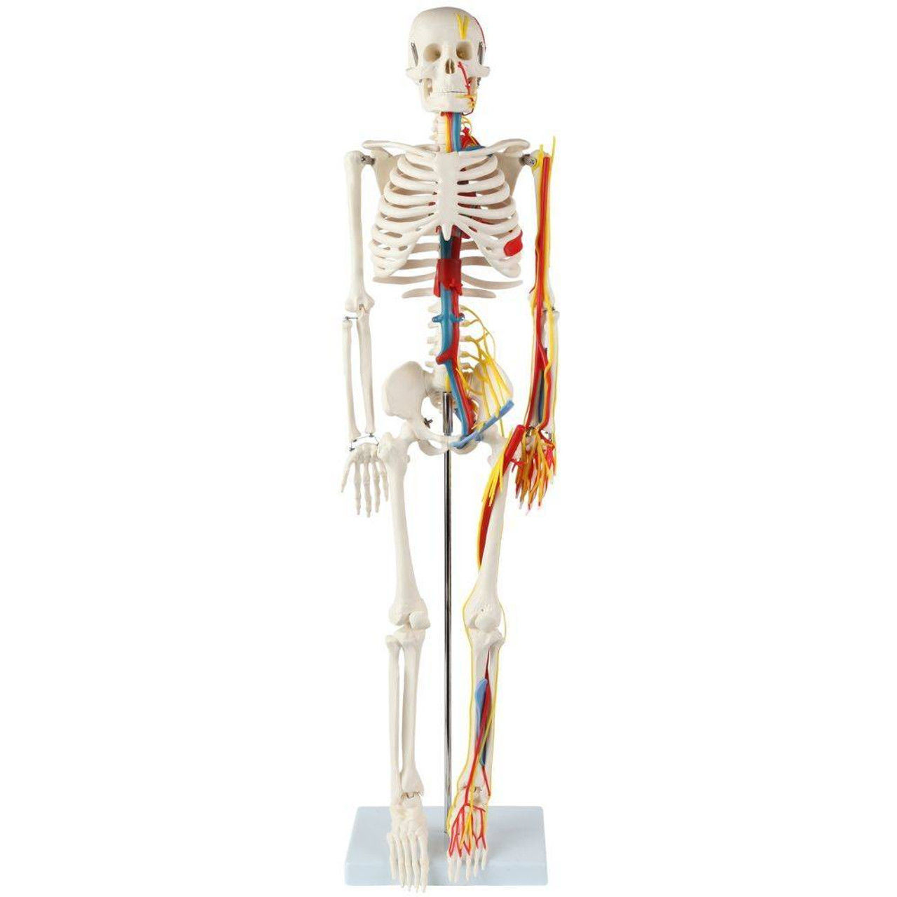 Human Anatomy - Skeleton with Nerves Veins and Arteries 3D print model_4