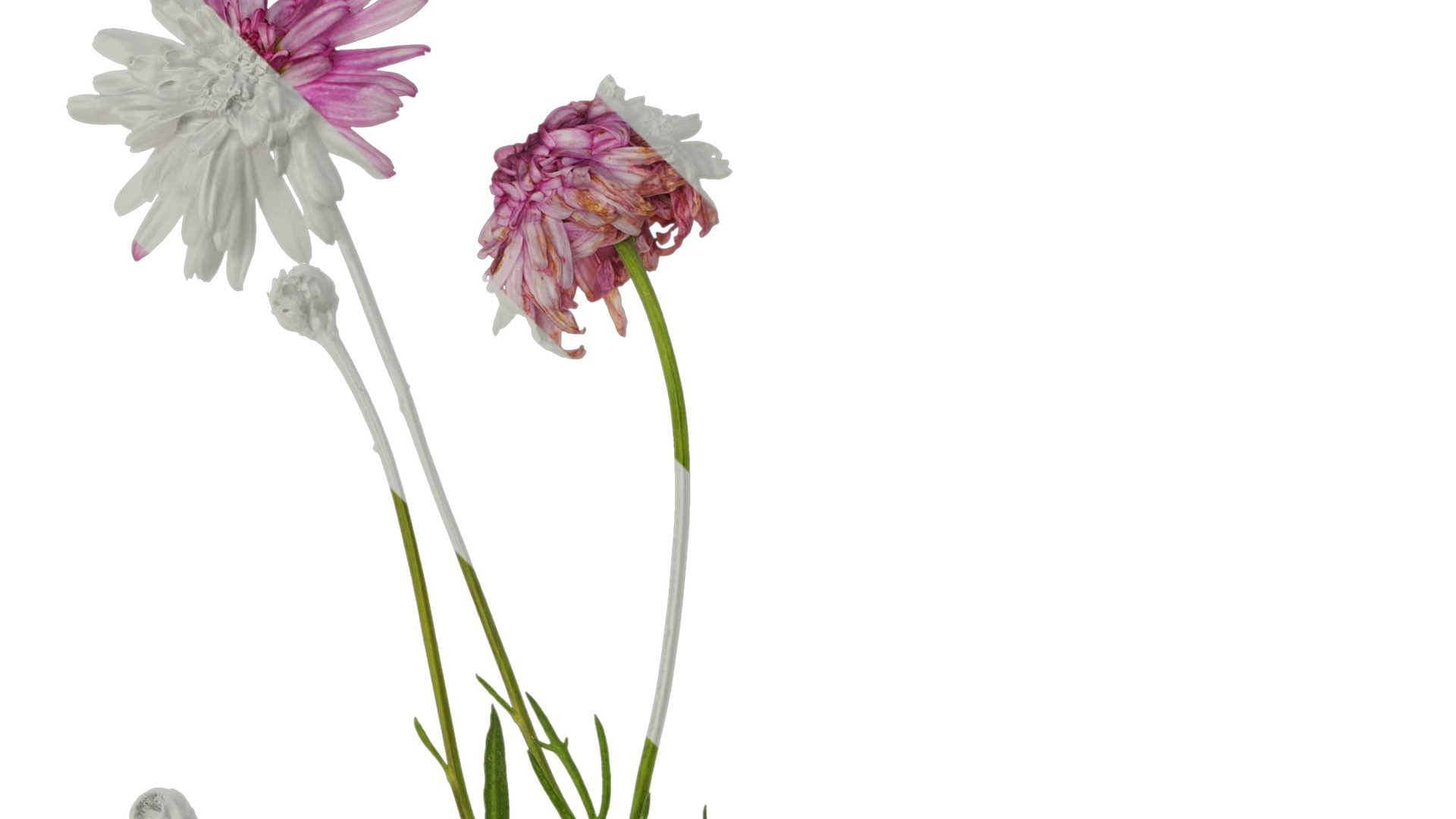 Anydrafts Argyranthemum frutescens Atlas 20 Texture_1