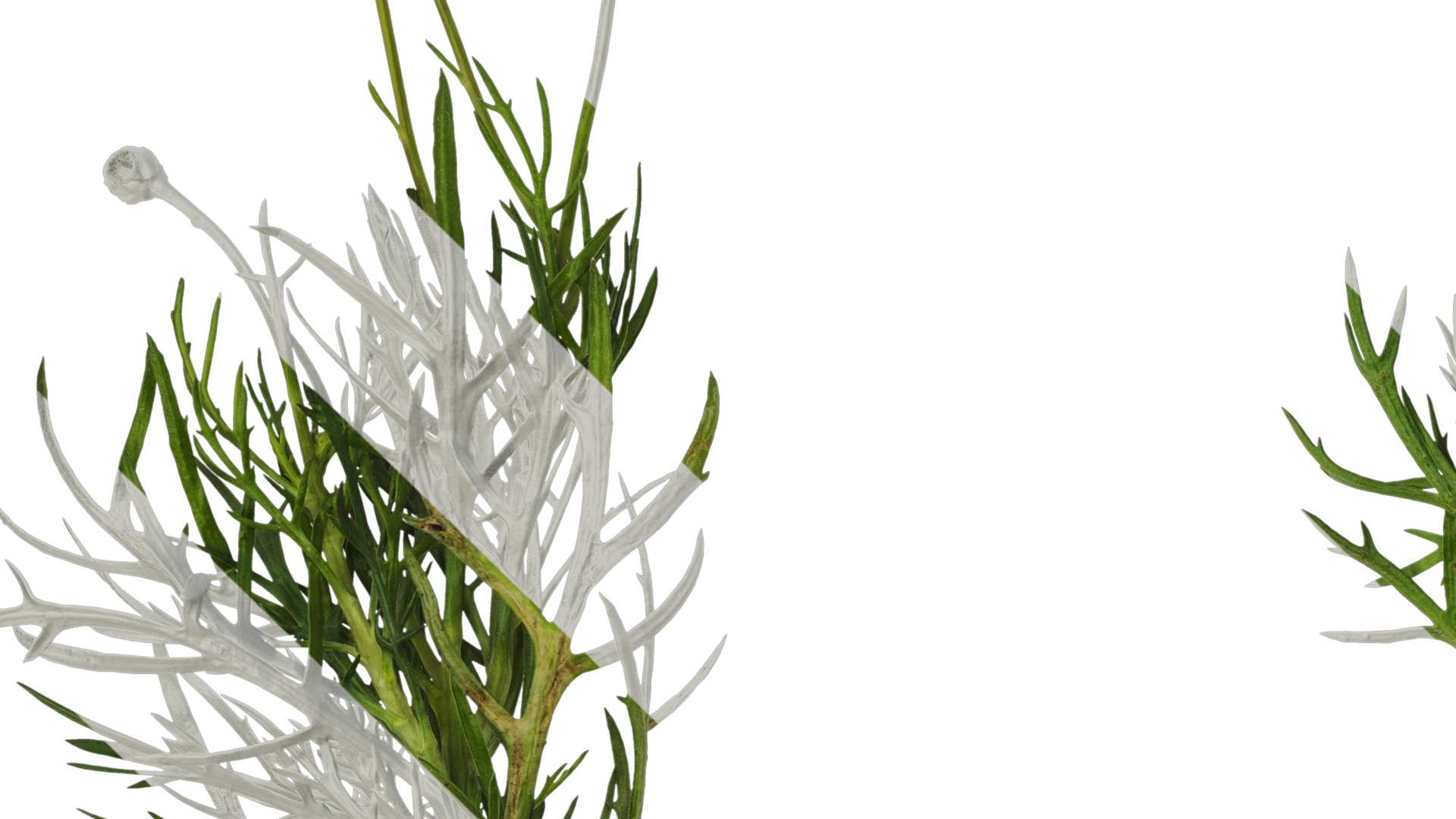 Anydrafts Argyranthemum frutescens Atlas 20 Texture_3