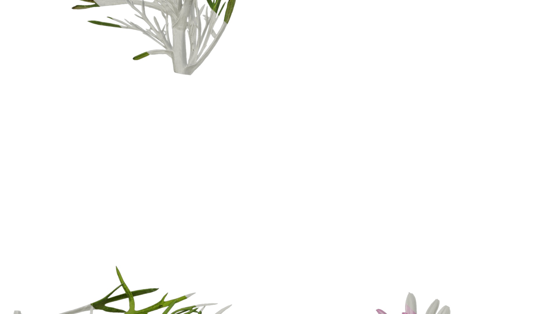 Anydrafts Argyranthemum frutescens Atlas 20 Texture_5