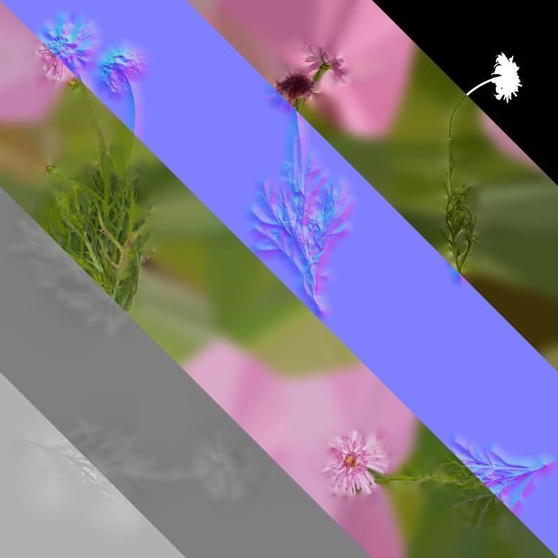 Anydrafts Argyranthemum frutescens Atlas 20 Texture_8