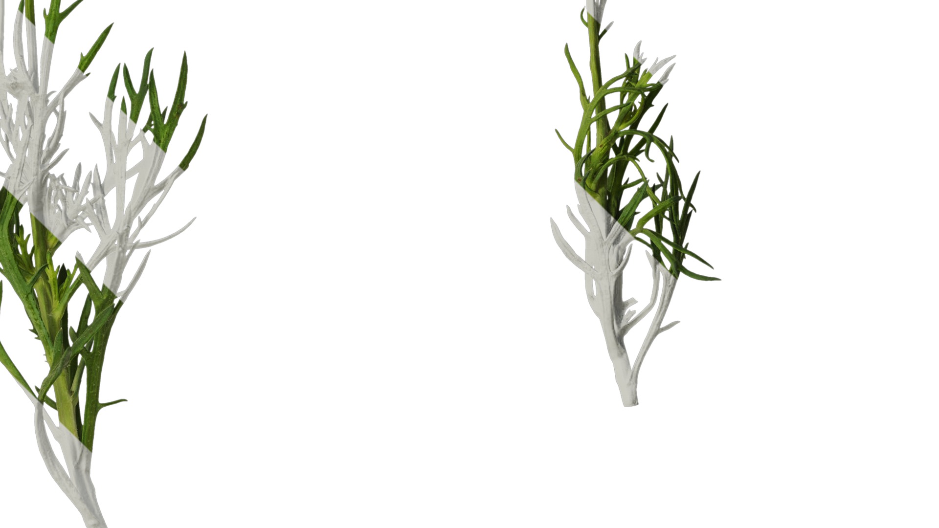 Anydrafts Argyranthemum frutescens Atlas 20 Texture_4