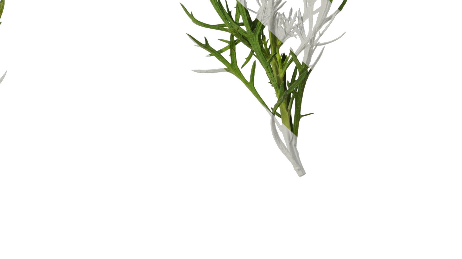 Anydrafts Argyranthemum frutescens Atlas 20 Texture_7