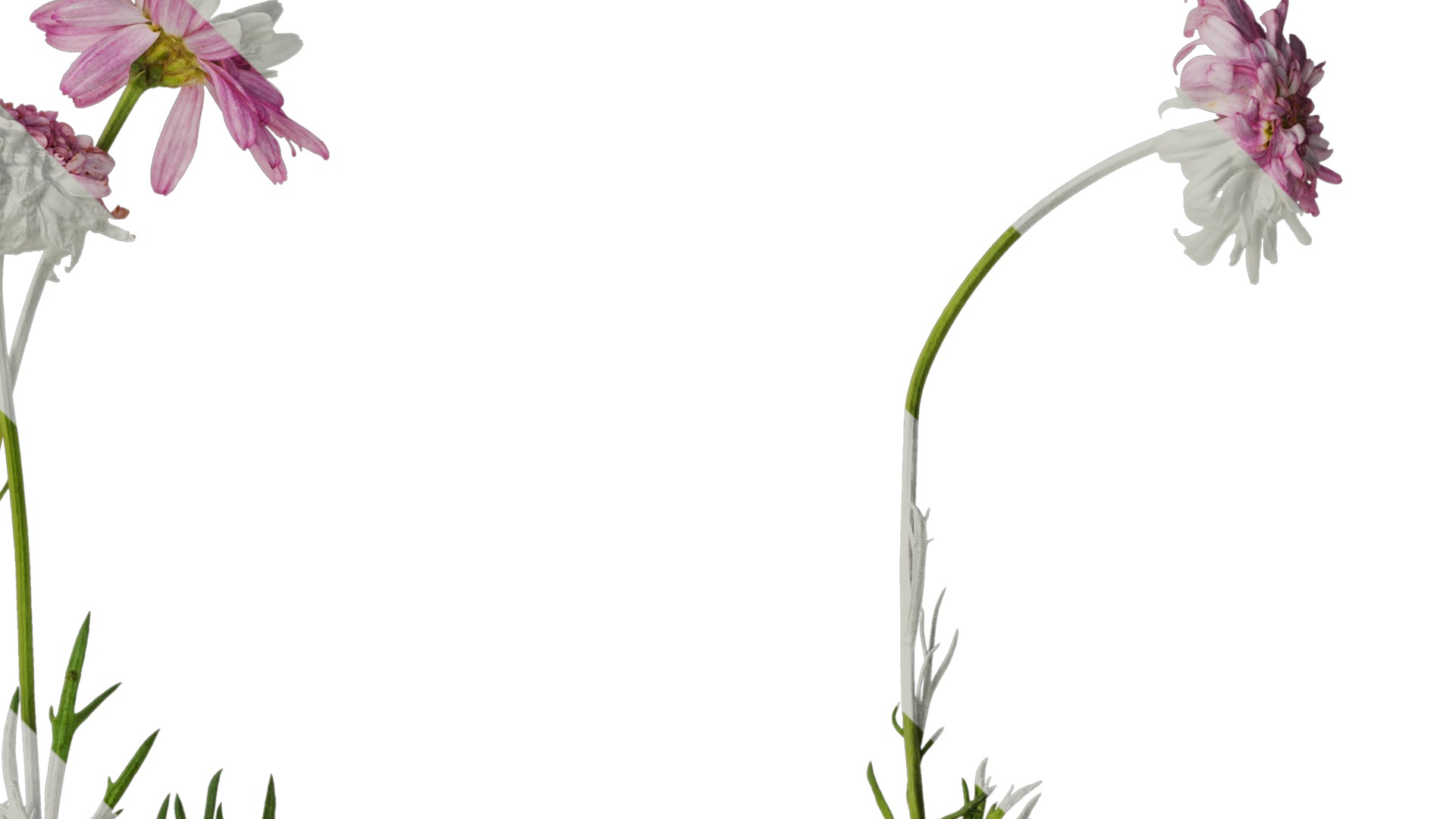 Anydrafts Argyranthemum frutescens Atlas 20 Texture_2