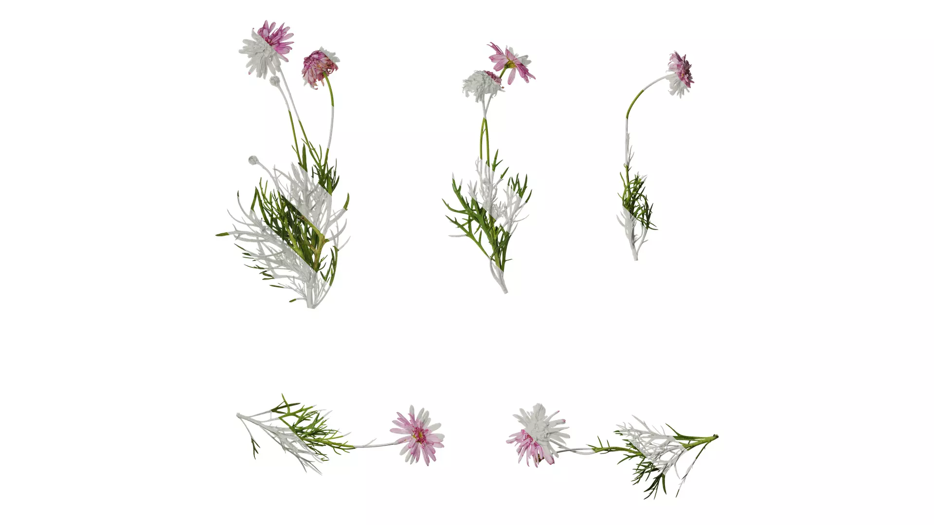 Anydrafts Argyranthemum frutescens Atlas 20 Texture_0