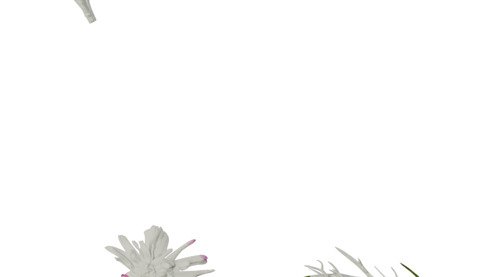 Anydrafts Argyranthemum frutescens Atlas 20 Texture_6