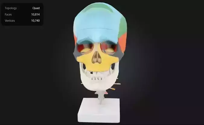 Didactic Skull on Cervical Vertebrae with Nerves and Arteries 3D print model