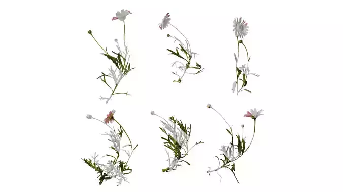 Anydrafts Argyranthemum frutescens Atlas 21