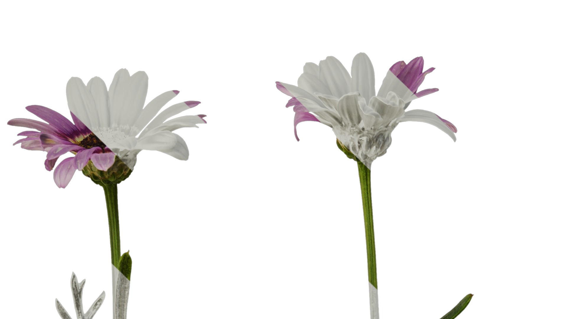 Anydrafts Argyranthemum frutescens Atlas 22 Texture_1