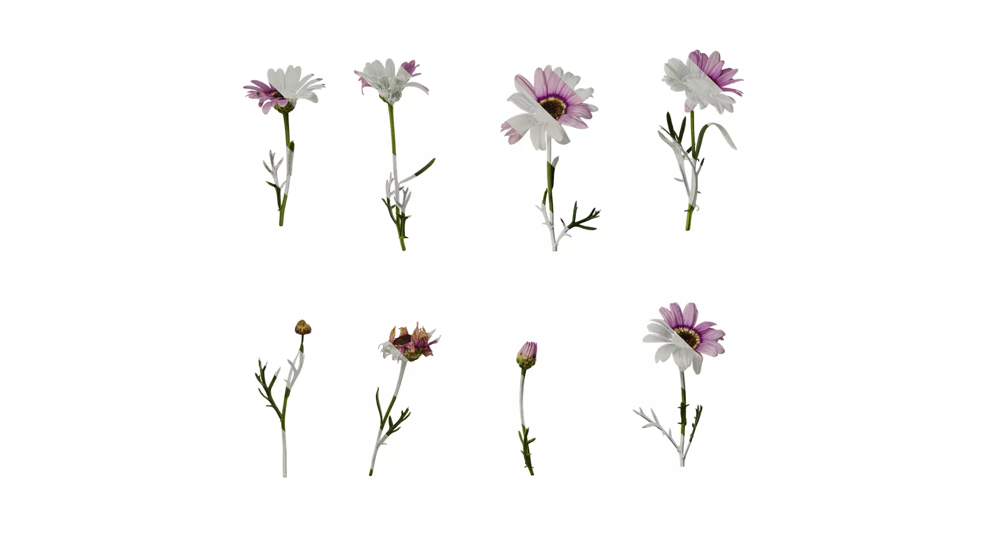 Anydrafts Argyranthemum frutescens Atlas 22 Texture_0