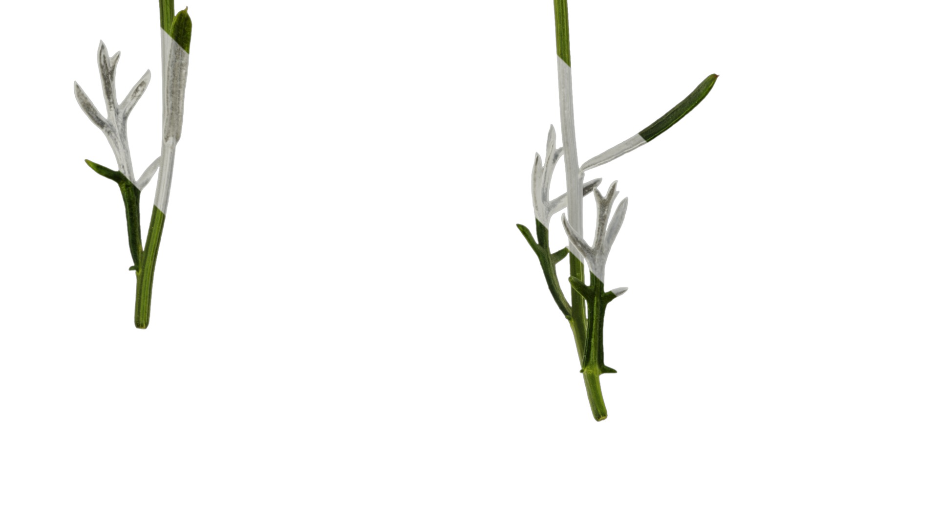 Anydrafts Argyranthemum frutescens Atlas 22 Texture_3