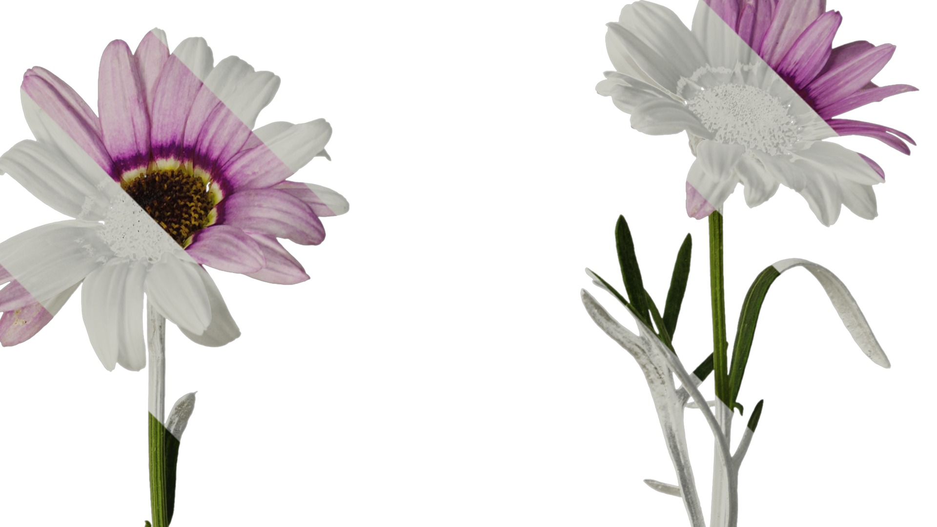 Anydrafts Argyranthemum frutescens Atlas 22 Texture_2