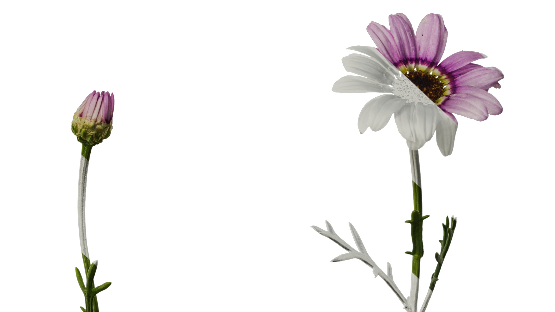 Anydrafts Argyranthemum frutescens Atlas 22 Texture_6