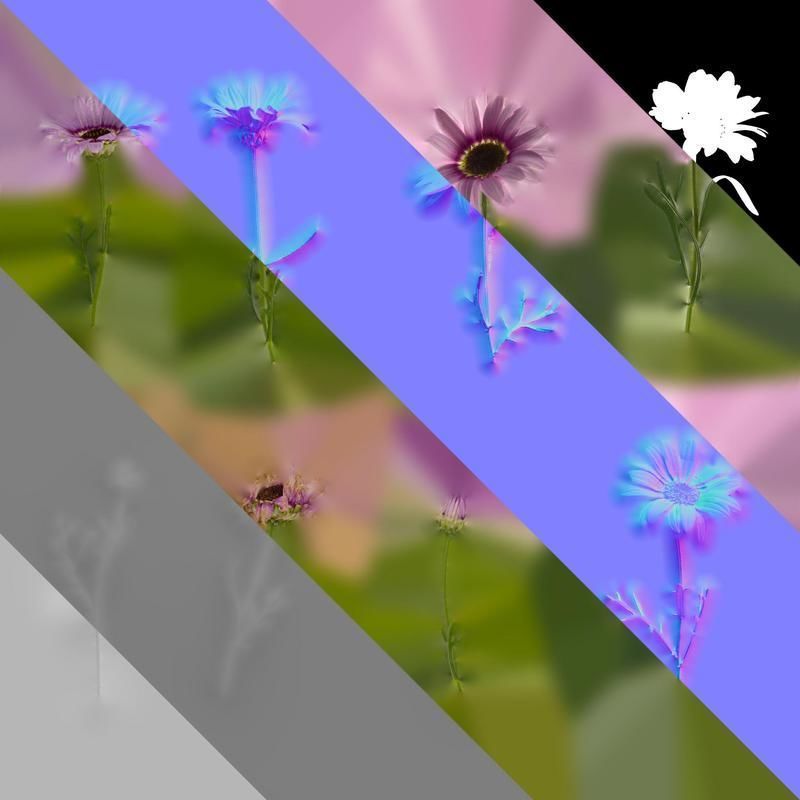 Anydrafts Argyranthemum frutescens Atlas 22 Texture_8