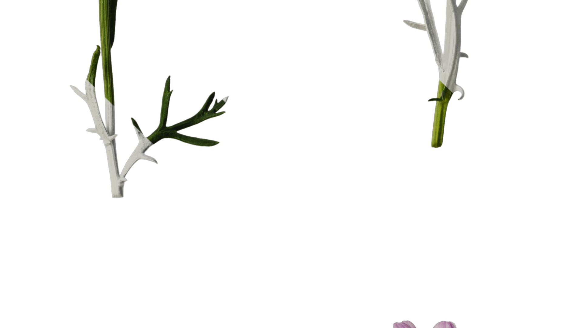 Anydrafts Argyranthemum frutescens Atlas 22 Texture_4