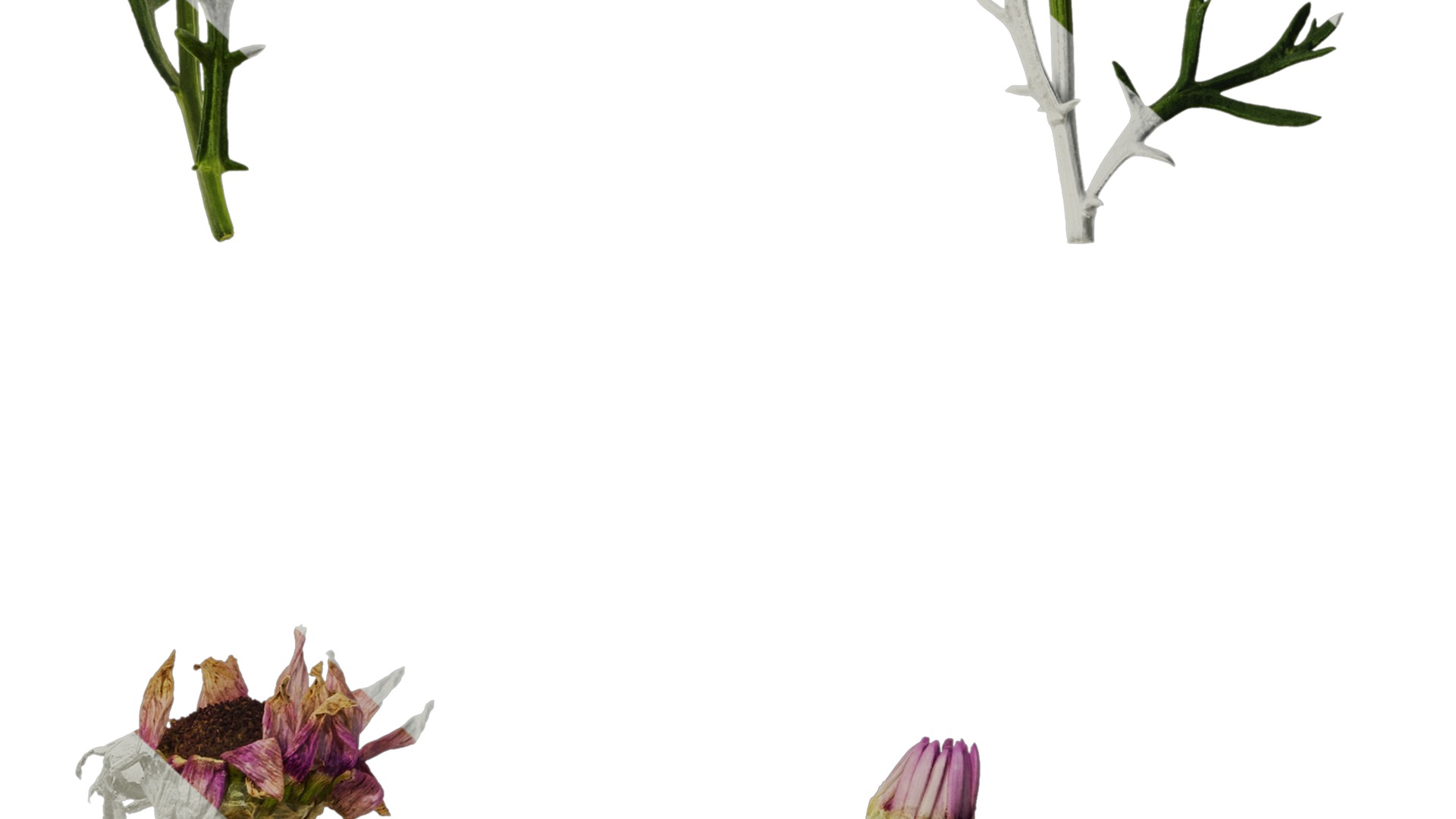 Anydrafts Argyranthemum frutescens Atlas 22 Texture_7