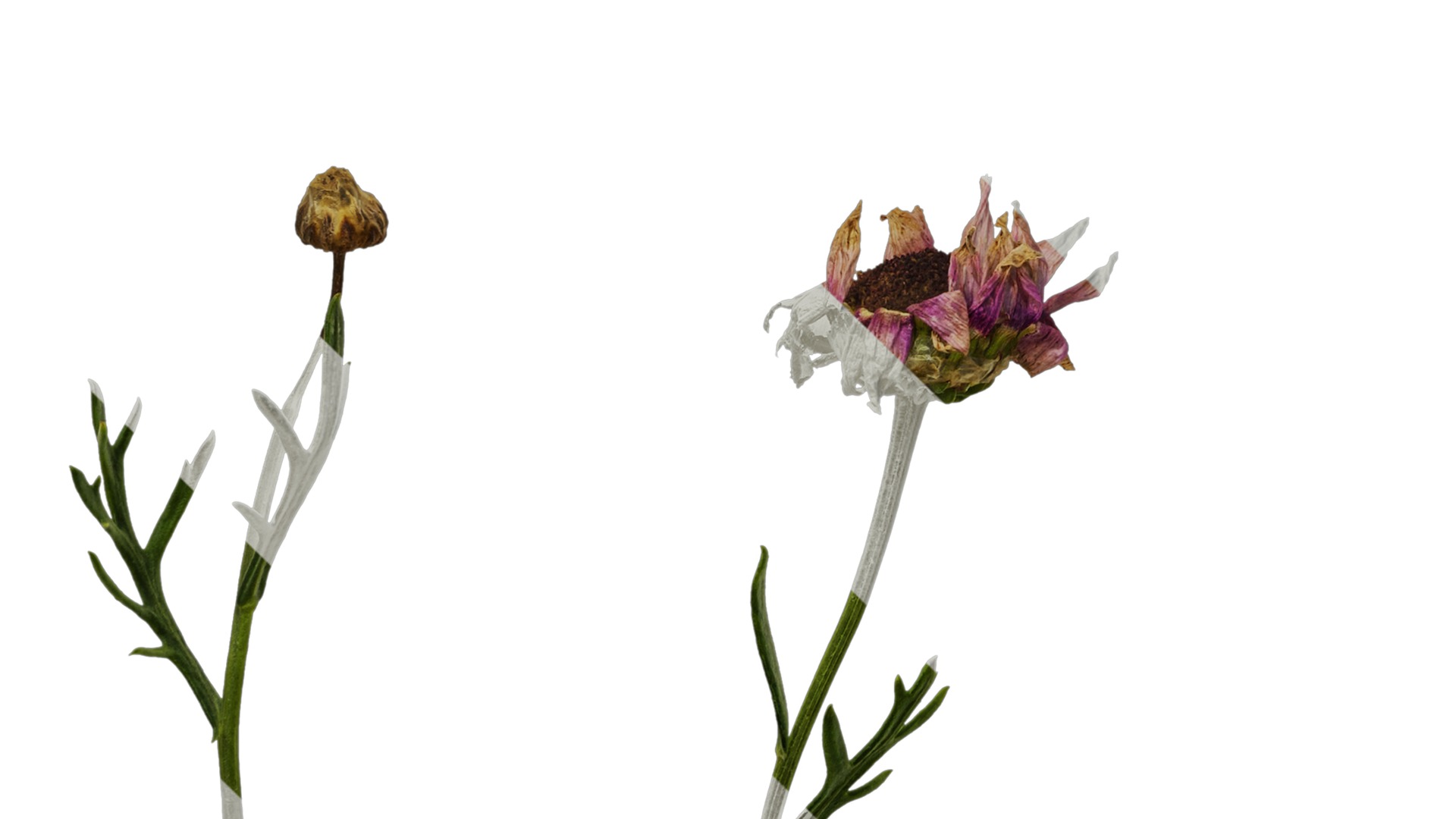 Anydrafts Argyranthemum frutescens Atlas 22 Texture_5