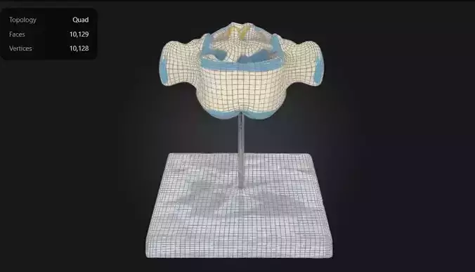 Enlarged Vertebra with Spinal Cord and Nerves