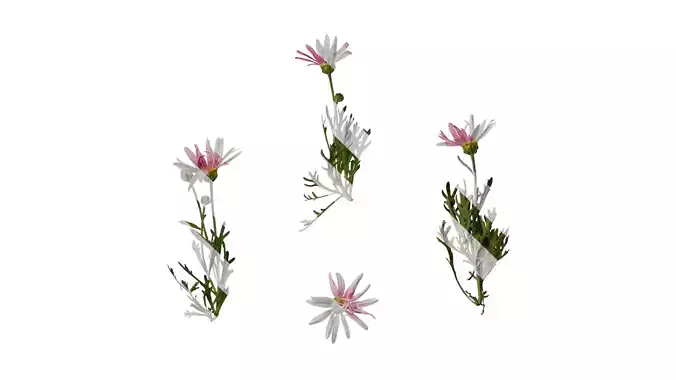 Anydrafts Argyranthemum frutescens Atlas 24