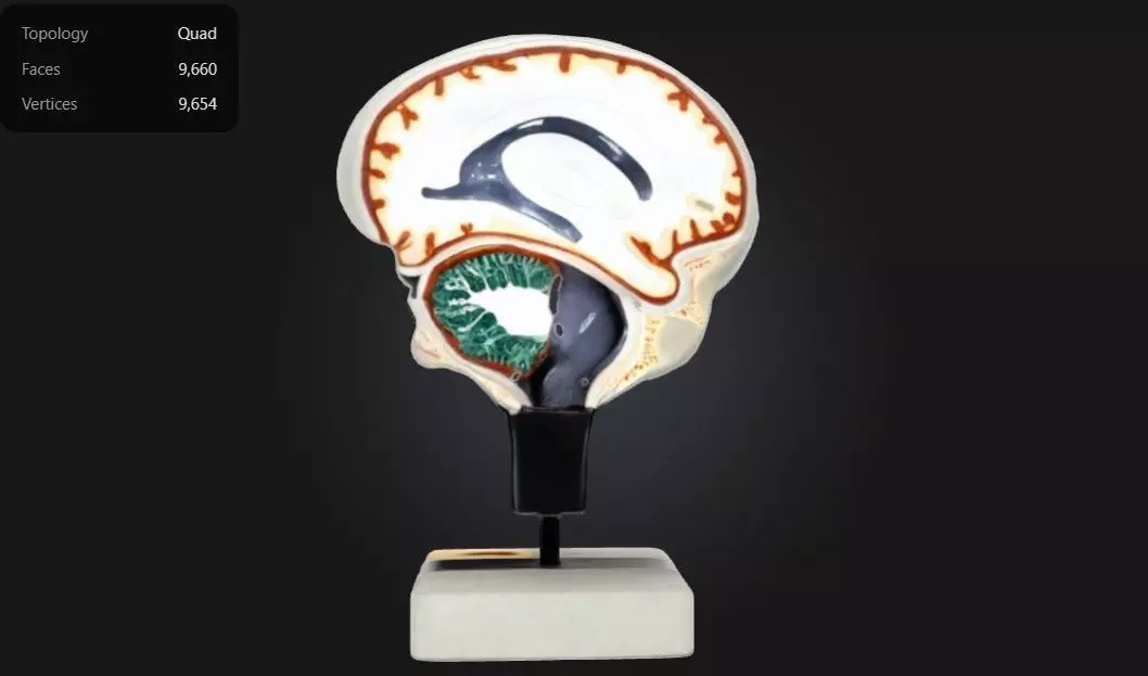 3D Model of Cerebrospinal Fluid Brain 3D print model