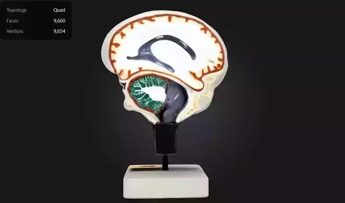 3D Model of Cerebrospinal Fluid Brain 3D print model