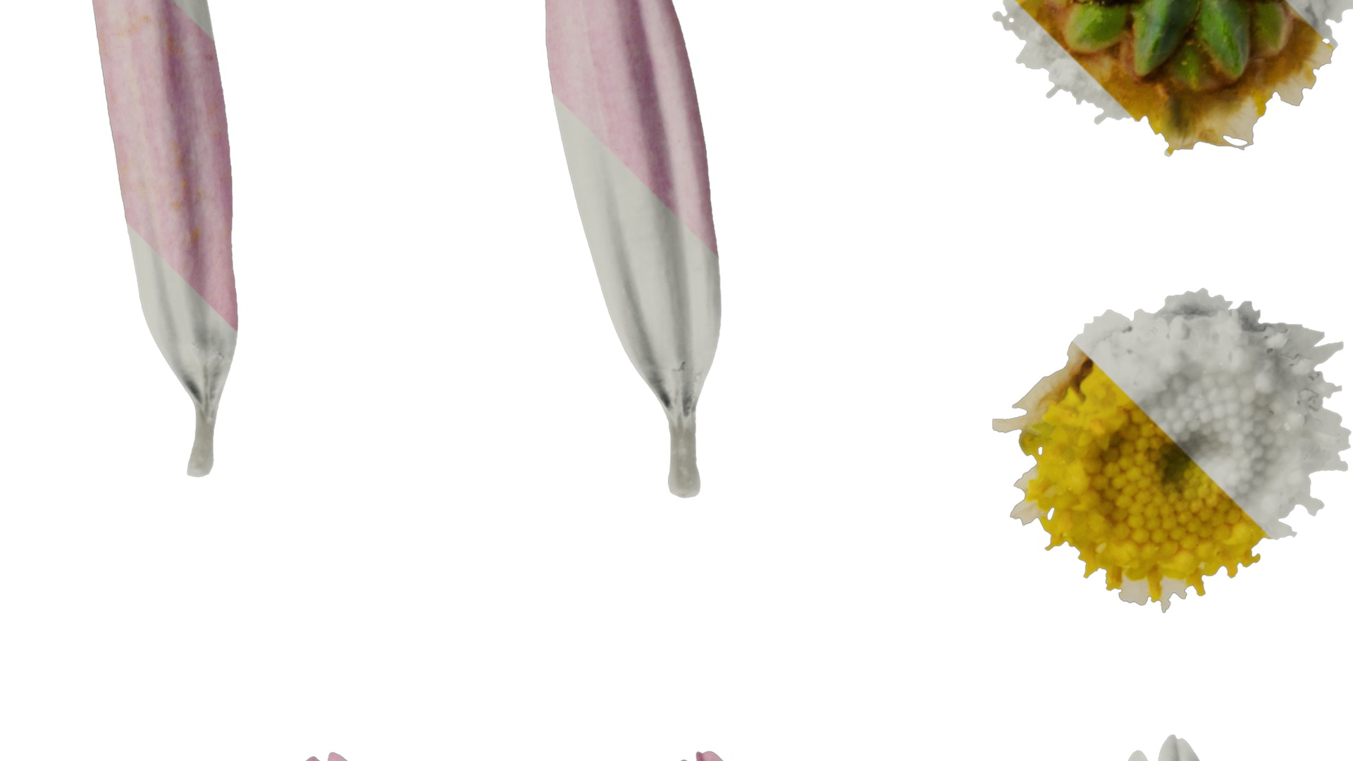 Anydrafts Argyranthemum frutescens Flower 04 Texture_2