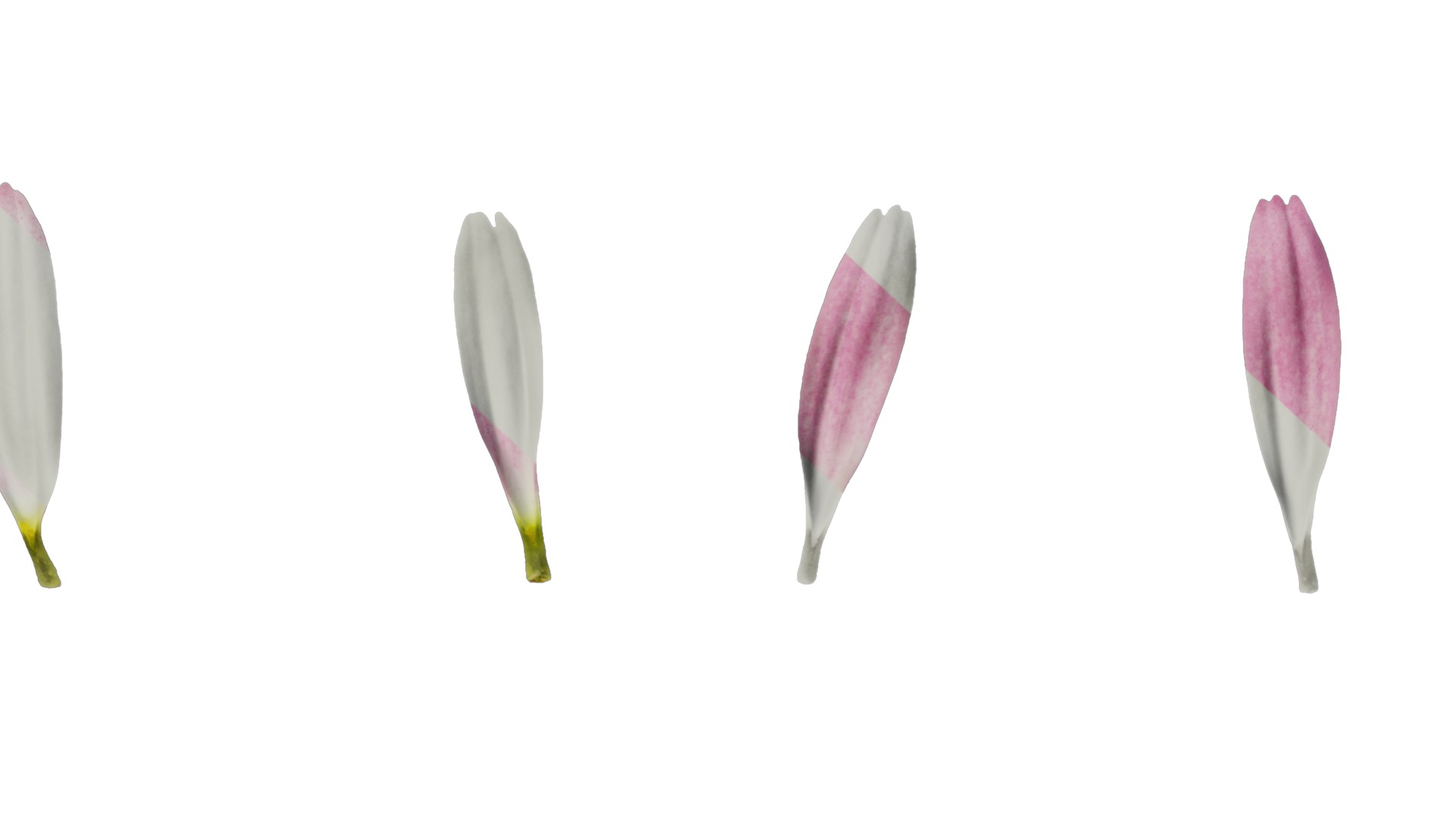 Anydrafts Argyranthemum frutescens Flower 04 Texture_6