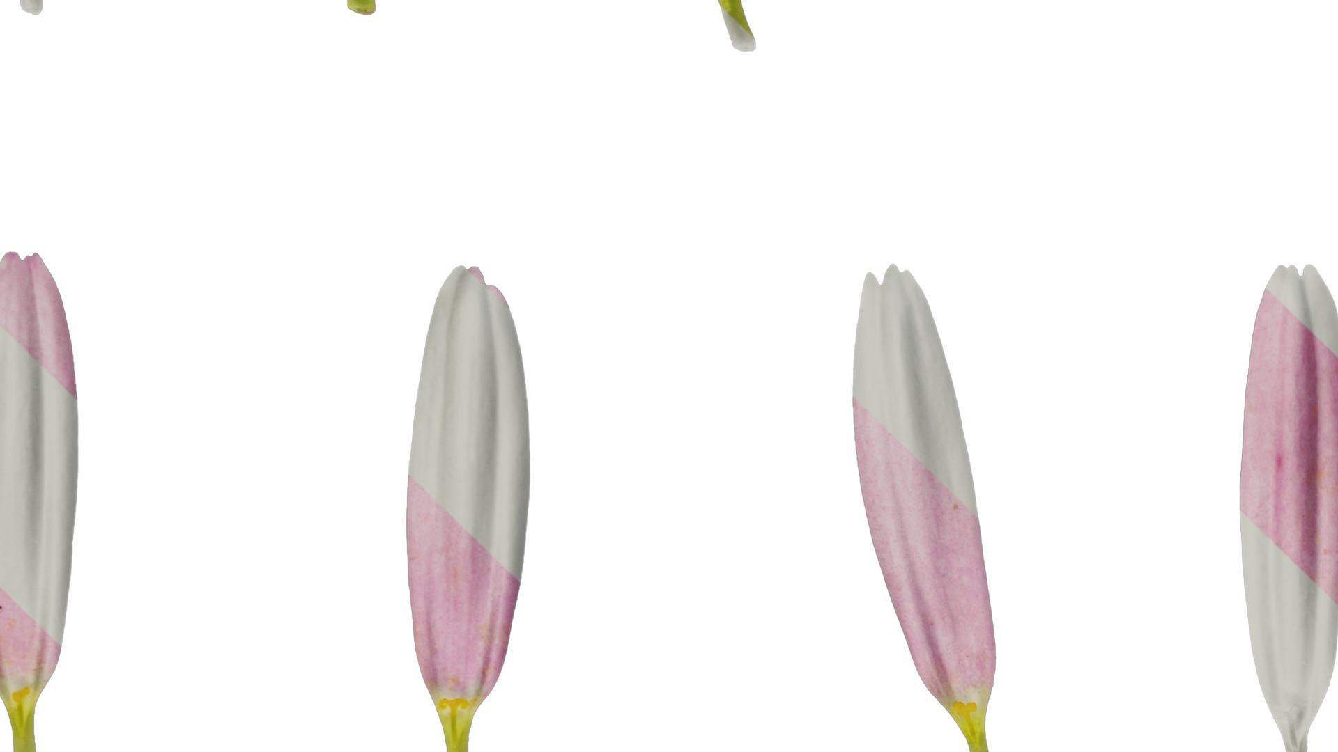 Anydrafts Argyranthemum frutescens Flower 04 Texture_3