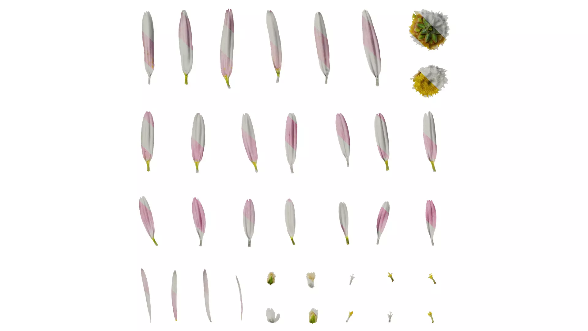 Anydrafts Argyranthemum frutescens Flower 04 Texture_0