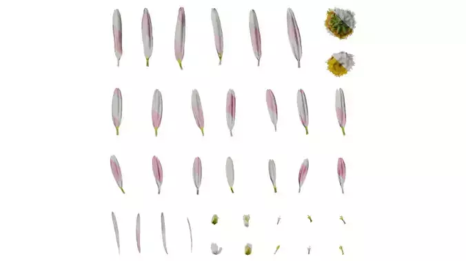 Anydrafts Argyranthemum frutescens Flower 04